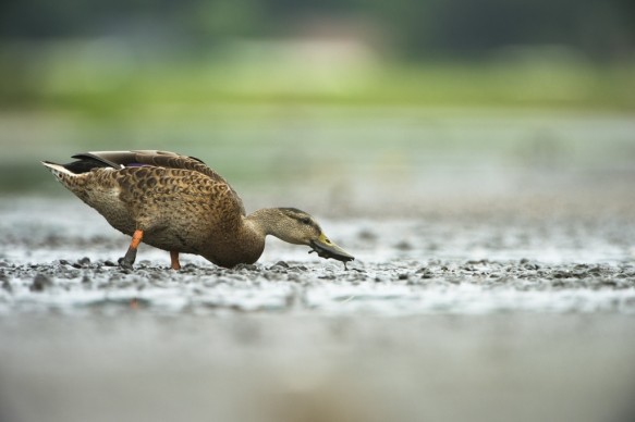 Wilde eend