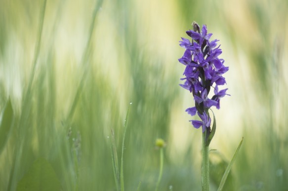 Orchidee