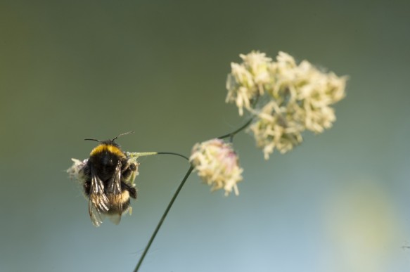 Hommel