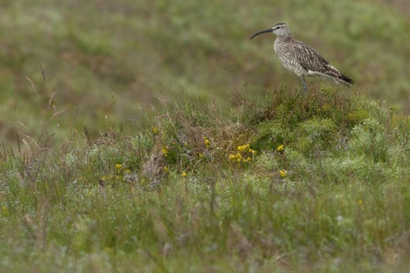 IJsland