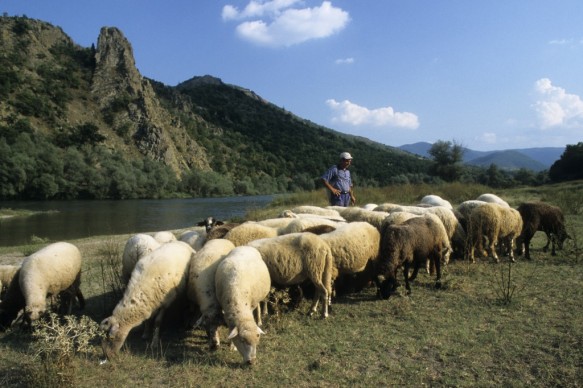 Schapen