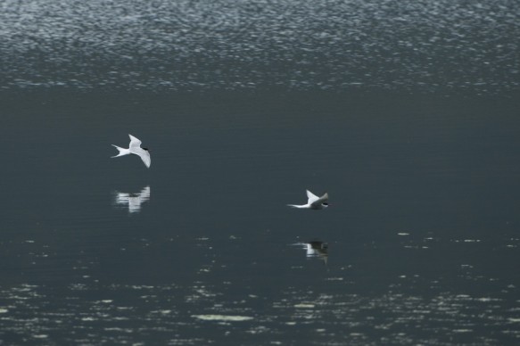 IJsland