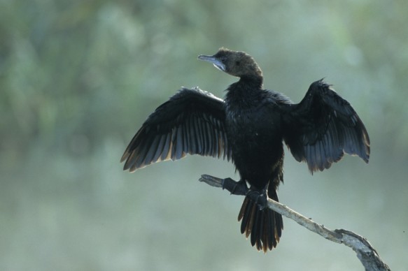 Dwergaalscholver