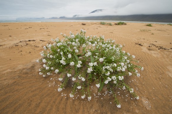 IJsland