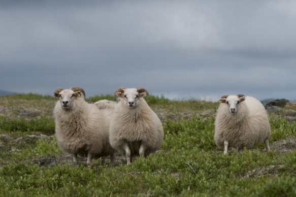 IJsland
