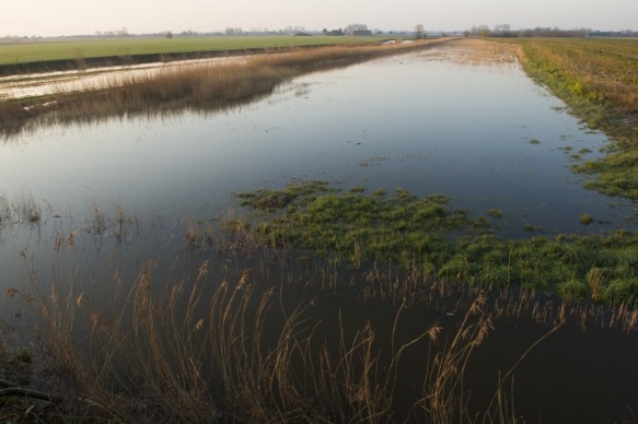 Natte weide nabij de Noorddijk.