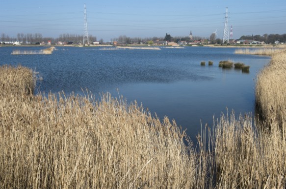 Natuur in de Waaslandhaven.