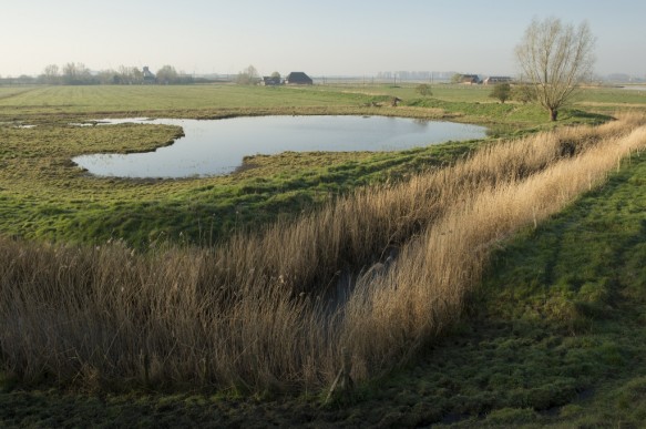 Putten Weiden