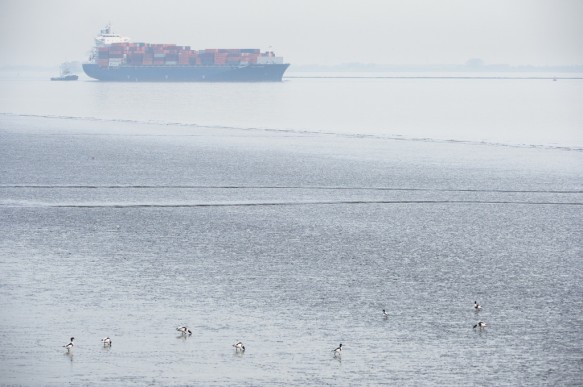 Slikken langs de Schelde.