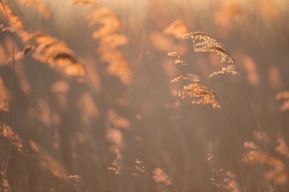 Riet