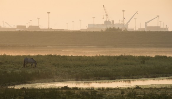 Natuurgebied in de Waaslandhaven.