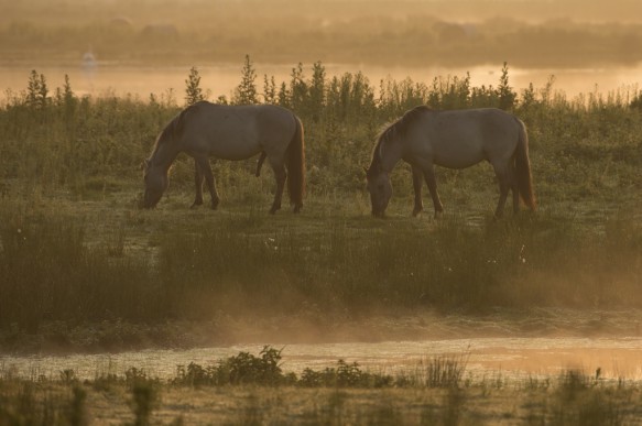Konikpaarden