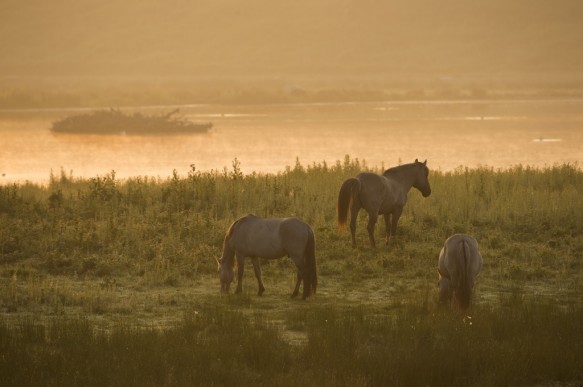 Konikpaarden