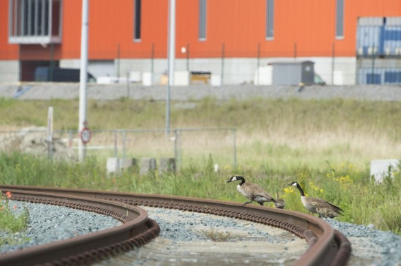 Canadese gans