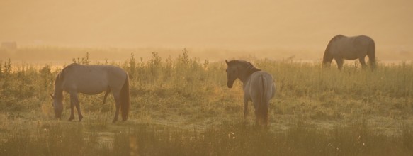Konikpaarden