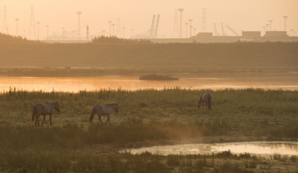 Natuurgebied in de Waaslandhaven.