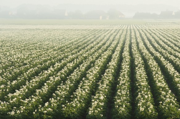 Bloeiende aardappelen.
