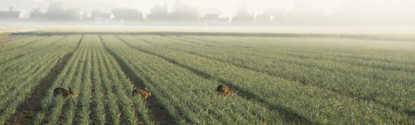 Hazen in de polder.