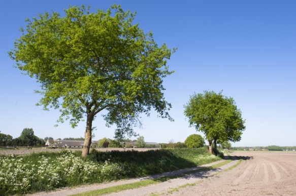 Gravejansdijk te Bentille