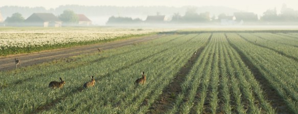 Hazen in de polder.