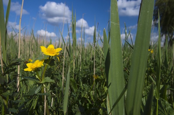Dotterbloem