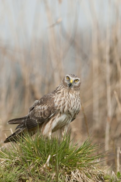 Blauwe kiekendief