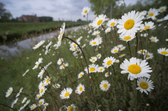 Margrieten