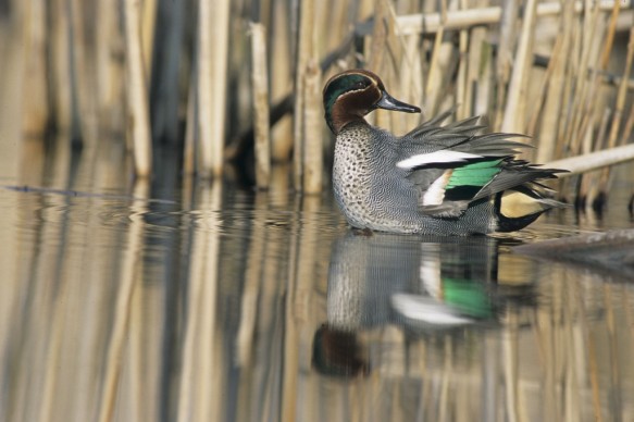 Wintertaling