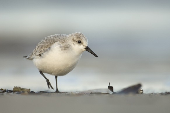 Drieteenstrandloper