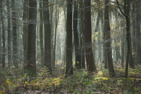 Bellebargiebos of Kwadenbos.