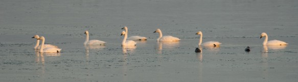 Kleine zwanen.