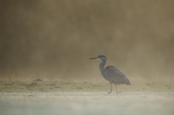 Blauwe reiger
