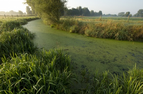 De Oude Kale