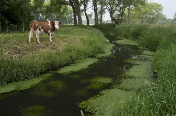 De Oude Kale