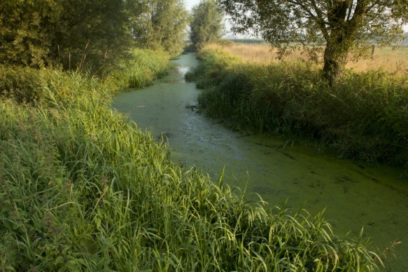 De Oude Kale
