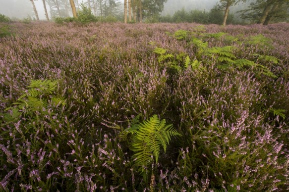 Bloeiende heide