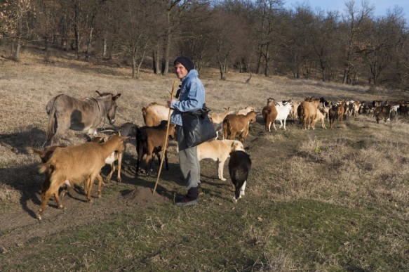 Herder in Bulgarije