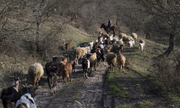 Geelgroene toornslang