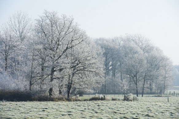 Bosrand in de winter