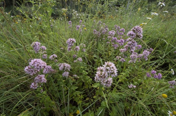 Marjolein