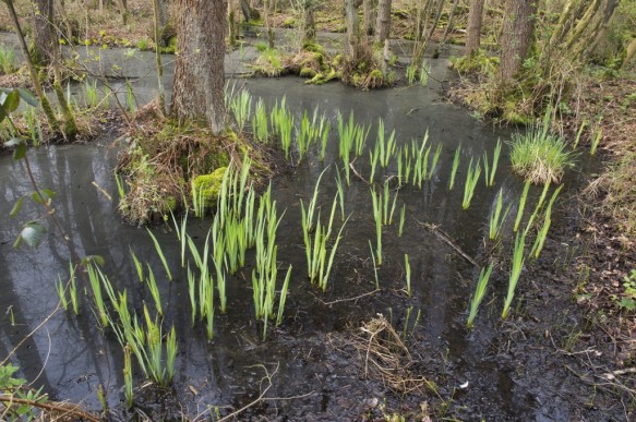 Broekbos