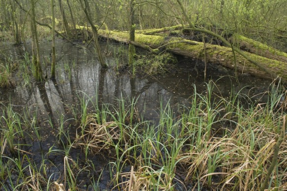 Broekbos