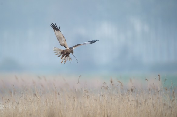 Bruine kiekendief