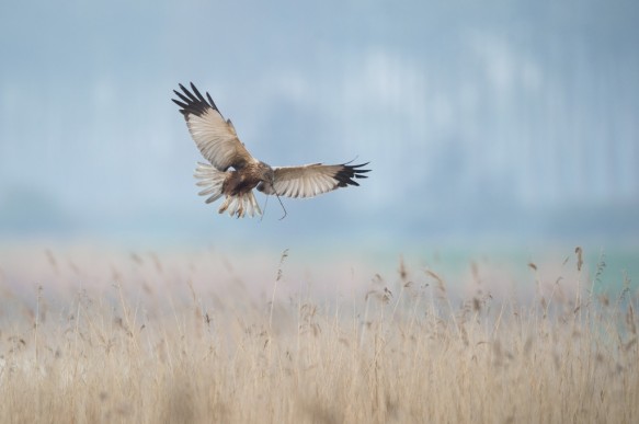 Bruine kiekendief