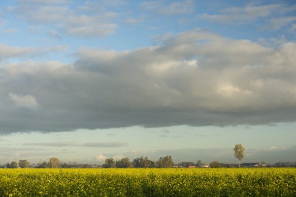 Polder in de Meetjeslandse kreken.