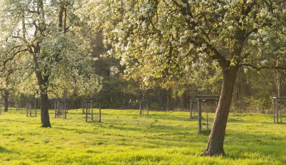 Bloeiende fruitbomen.
