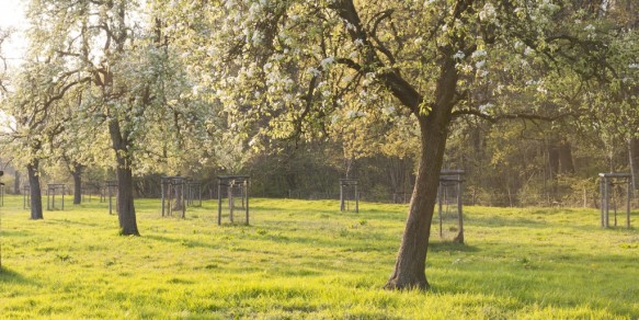 Bloeiende fruitbomen.