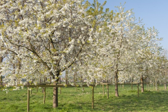 Bloeiende kerselaar.