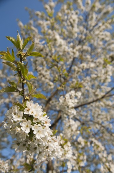 Bloeiende kerselaar.