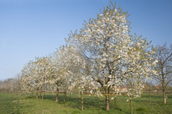 Bloeiende kerselaar.